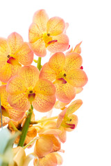 Fototapeta na wymiar Yellow orchid flowers closeup for background