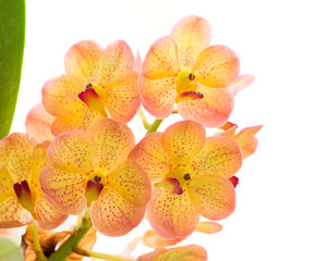 Fototapeta na wymiar Yellow orchid flowers closeup for background