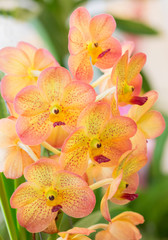 Obraz na płótnie Canvas Yellow orchid flowers closeup for background