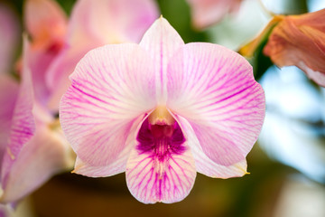 Fototapeta na wymiar Purple orchid flowers in garden