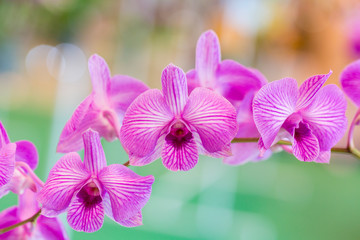 Purple orchid flowers in garden