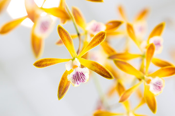 Yellow orchid flowers closeup for background
