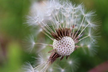 closeup of dandelion blowball 