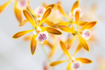 Fototapeta premium Yellow orchid flowers closeup for background