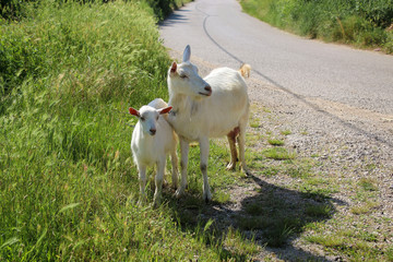 Local family goats near a rural road. Goats standing among green grass.