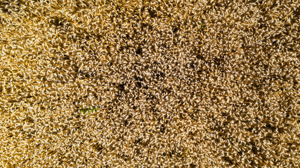 Aerial View of a wheat field