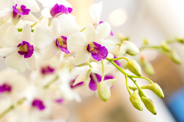 Fototapeta na wymiar White orchid on black background
