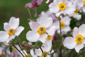 Obraz premium pink garden anemone flowers
