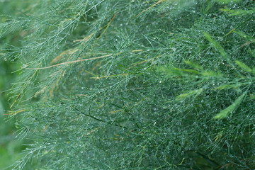 Fototapeta na wymiar aspragus green leaves with water drops