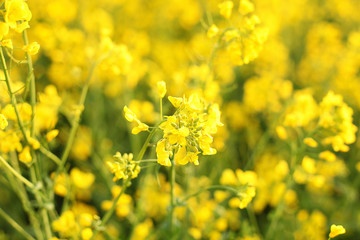 Scenic rural landscape with yellow rape, rapeseed or canola field. Rapeseed field, Blooming canola flowers close up. Rape on the field in summer. Bright Yellow rapeseed oil. Flowering rapeseed