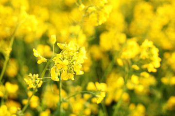 Scenic rural landscape with yellow rape, rapeseed or canola field. Rapeseed field, Blooming canola flowers close up. Rape on the field in summer. Bright Yellow rapeseed oil. Flowering rapeseed