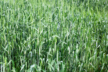 Beautiful green wheat ears growing in field, rural scenery. Green spikelets of wheat on the agricultural field, green unripe cereals. The concept of agriculture, healthy eating, organic food.