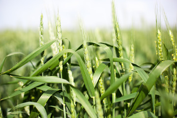 Obraz premium Juicy fresh stalks of young green wheat on nature in spring field in summer close-up macro. Wheat field on agriculture countryside, beautiful landscape, green grass. Agricultural field. Bread, food