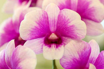 Purple orchid flowers in garden