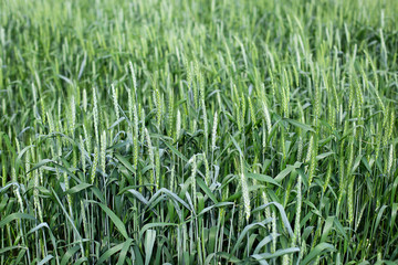 fresh organic  green wheat field during summer day. Beautiful green wheat ears growing in field, rural scenery. Green spikelets of wheat on the agricultural field, green unripe cereals.  Bread, food