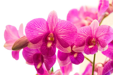 Fototapeta na wymiar Purple orchid flowers in garden