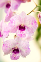 Obraz na płótnie Canvas Purple orchid flowers in garden