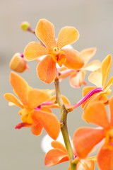 Orange Orchid For the background