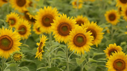 field of sunflowers