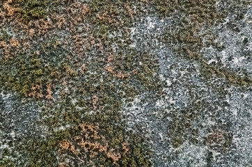 mildewed wall background