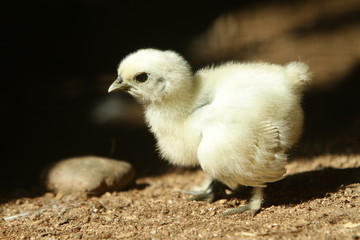 little chick