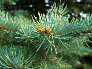 Naklejka na ściany i meble Christmas tree needles. pine close up. winter