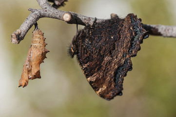 Nymphalis polychloros The large tortoiseshell beautiful butterfly which lays the eggs in fruit trees can become a plague for them