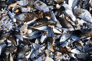 mussel shells on the beach