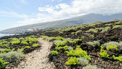 Fototapeta na wymiar Wanderung durch vulkanische Landschaften, Teneriffa
