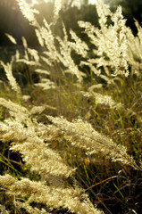 field spikelets in the rays of the setting sun