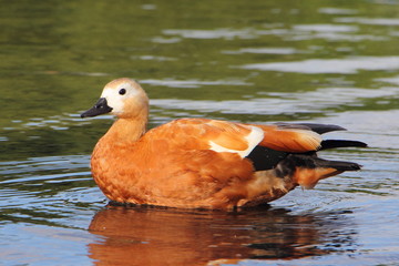 Orange wild duck on the water on a summer day
