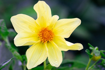 On a green background is sunny yellow flower with water drops.  Close-up, top view.