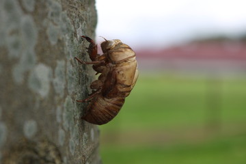 moth on leaf