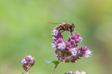 Honey bee covered with yellow pollen drink nectar, pollinating pink flower. Inspirational natural floral spring or summer blooming garden or park background. Life of insects. Macro close up