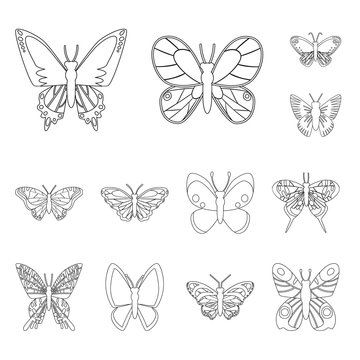 Vector design of fly and decorative icon. Set of fly and insect vector icon for stock.