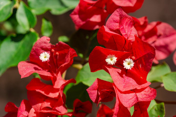 Close-up view of beautiful and intense red bougainvillea flower