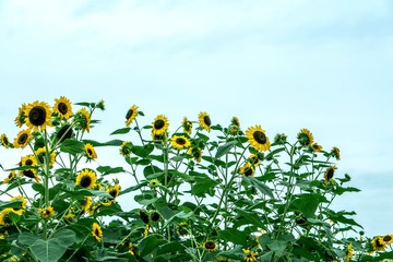 ヒマワリ／空に向かって伸びる元気な向日葵を下から見上げる
