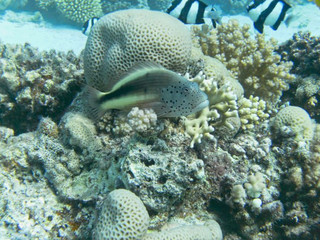 Naklejka na ściany i meble a fish is swimming over corals