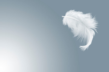 single solf white feather floating in the air.