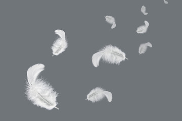 abstract solf white feathers floating in the air.