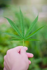 Marijuana leaf plant on hand in home garden close up,Some people Marijuana use it herbal to relieve symptoms or treat various diseases. but some people marijuana is an addictive drug