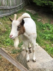 Obraz premium capra capretti caprone 