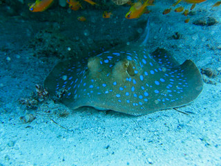 a stingray in the sand on the ground