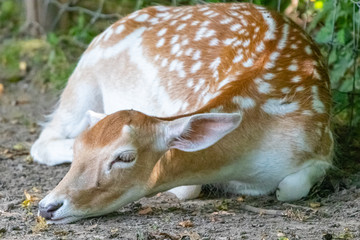 young fawn close up