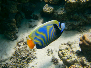 Fototapeta na wymiar a surgeon fish near the corals