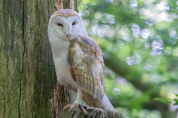 snowy owl in close up