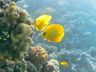 Naklejka na ściany i meble yellow fishes near the corals