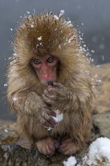 Obraz premium junger Japanmakake isst