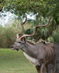 Male greater kudu, an African antelope, is standing with its white-striped gray coat and magnificent open-spiraled horns against a green tree and grass background.