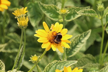 Bee On The Flower, U of A Botanic Gardens, Devon, Alberta
